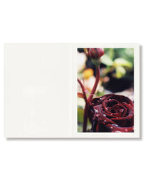 Naked Rose | Ishiuchi Miyako