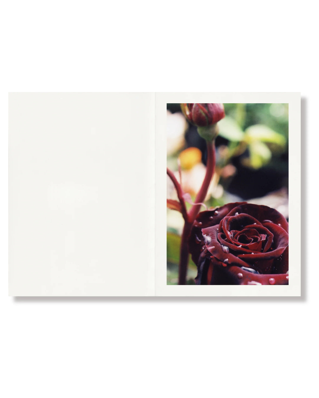 Naked Rose | Ishiuchi Miyako