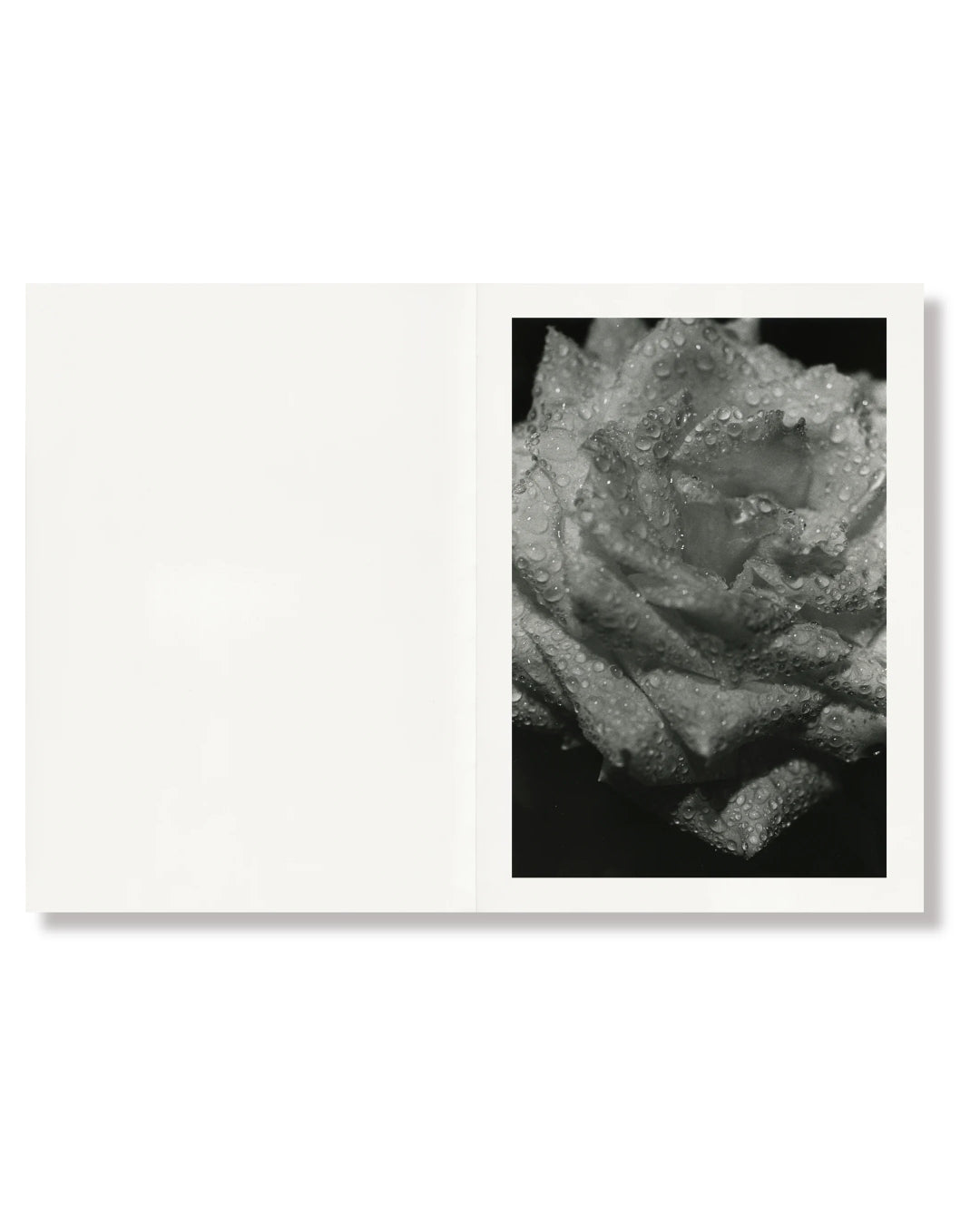 Naked Rose | Ishiuchi Miyako