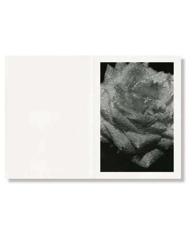 Naked Rose | Ishiuchi Miyako