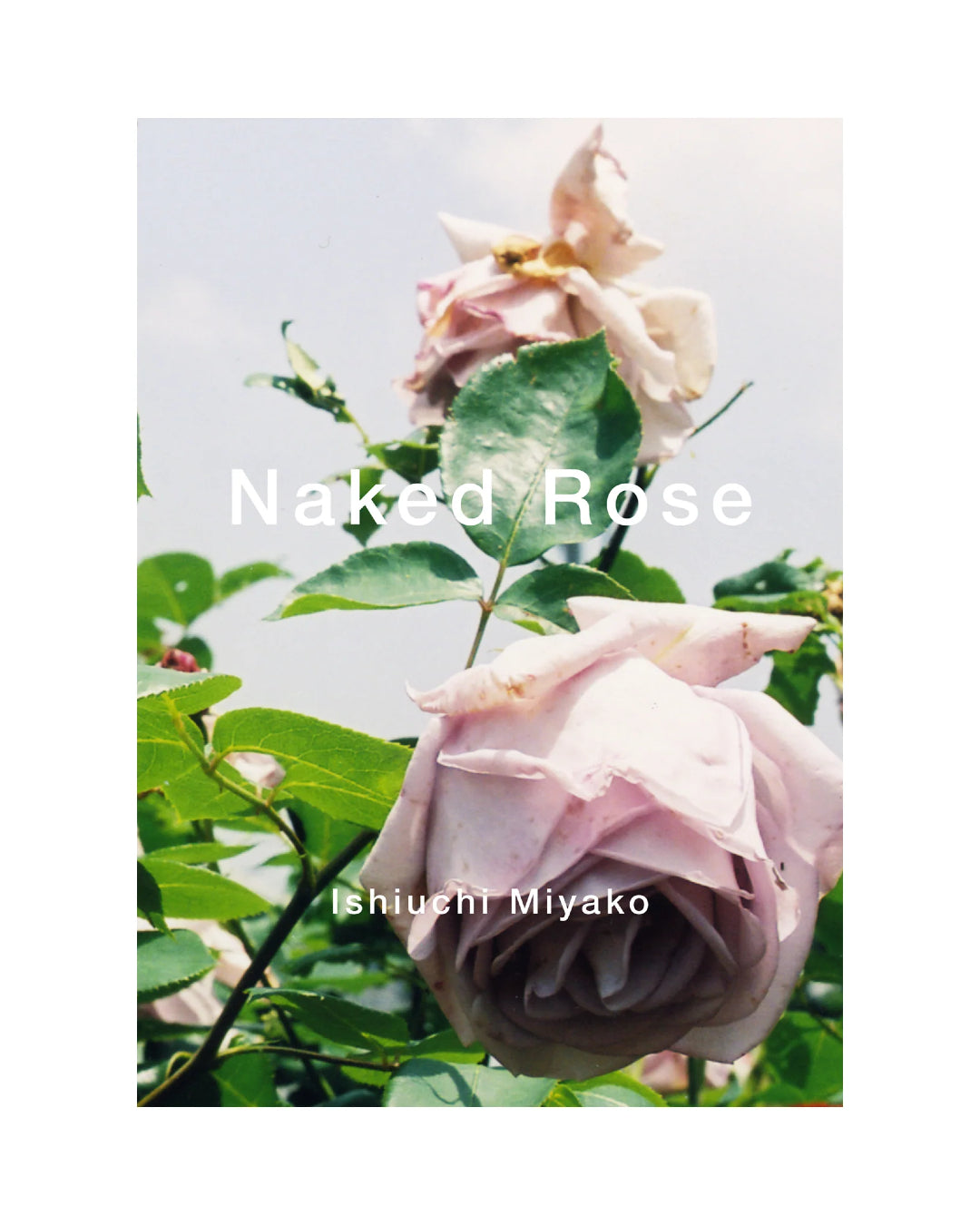 Naked Rose | Ishiuchi Miyako