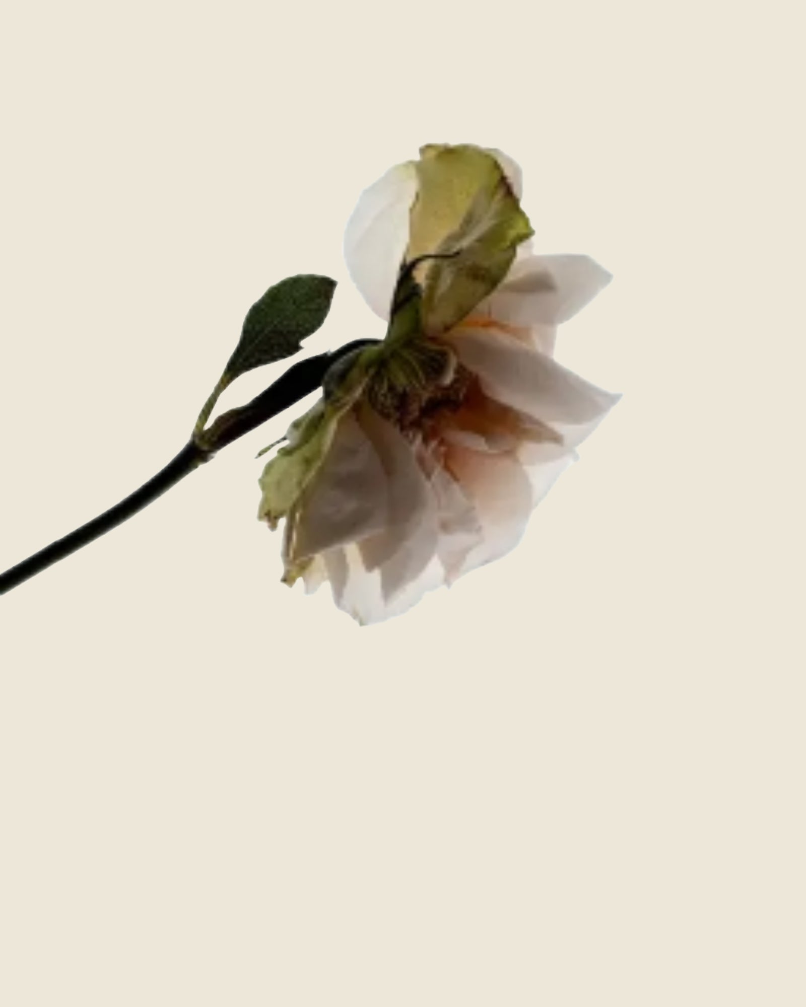 Deodorant Spray | Third Rose