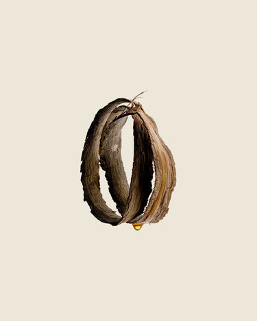 Body Scrub | Katrafay