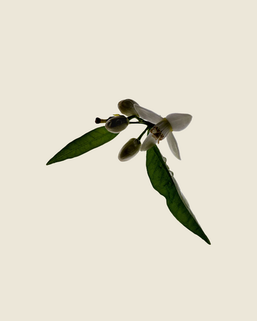 Deodorant Stick | Neroli