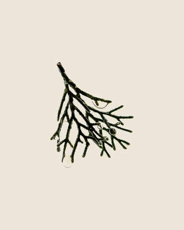 Conditioner | Cypress